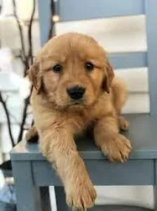 Golden retriever puppies for sale
