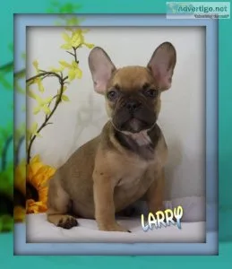Larry Male AKC French Bulldog