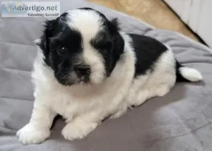 Male CKC Shih Tzu Puppy