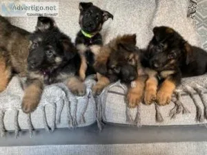 AKC German Shepherd puppies