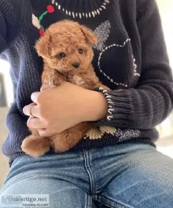 Tex(601) 654-4227    Beautiful litter of Toy Poodle puppies read