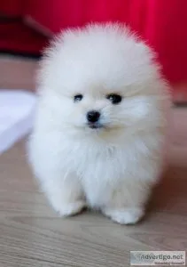 Pomeranian puppies Teddy Bear face
