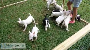 Bull Terriers Pups TOP QUALITY