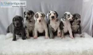 Great Danes For Sale