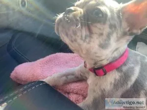 Frenchy Puppies