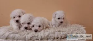 Bichon Frise