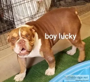 Akc English bulldog  pups