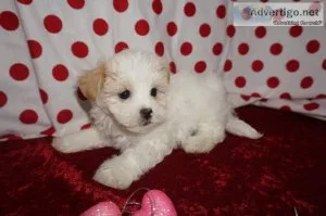 HAVANESE FEMALE PUPS