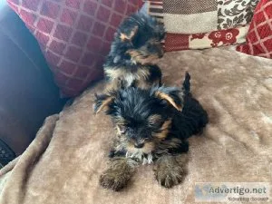 Tiny Yorkshire Terrier Puppies