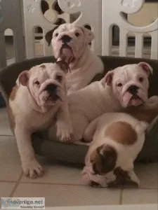 English Bulldog Puppies - World Champ Bloodlines