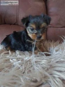5 weeks Yorkie ready to go