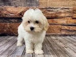 Adorable Fluffy Teddybear Maltipoo Puppies