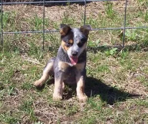 Blue Heeler  Australian Cattle Dog puppies