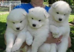 Samoyed Puppies Ready to Go Now