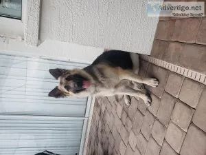 German Shepard  1 yr old male