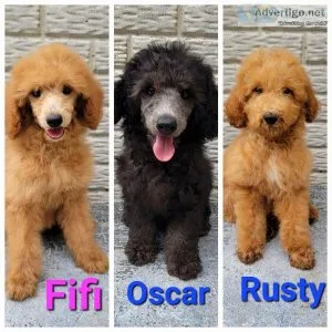 Poodle puppies