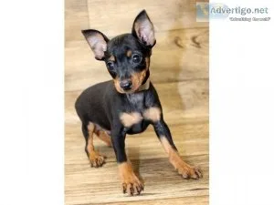 Miniature Pinscher Puppies