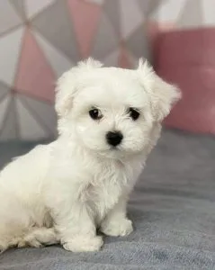 Tex (601) 654-4227 Pedigree Maltese Puppies