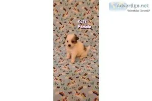 CKC Pomimo Puppies