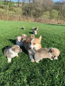 Beautiful Corgi Pups