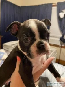 Boston Terrier Puppies