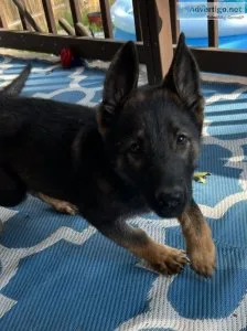 12 week old German shepherd