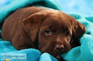 Chocolate lab puppies for sale