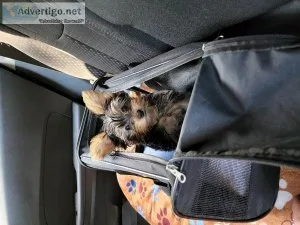 Male and Female Yorkshire Terrier For Sale