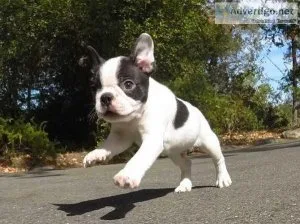 Cute Boston Terrier puppies