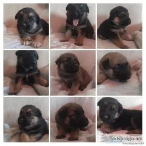 German Shepherd puppies