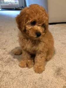 F1 Male Mini Goldendoodle