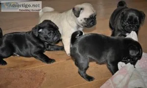 AKC Pug Puppies PUREBRED