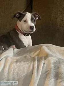 Blue nose pit puppy&rsquos