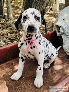 AKC Dalmatian Puppies