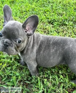 French Bulldog Pup