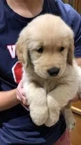 Purebred Golden Retrievers ( 2 left)