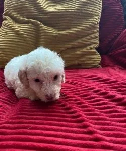 Tex (601) 654-4227.   beautiful litter of F1B Cockapoos