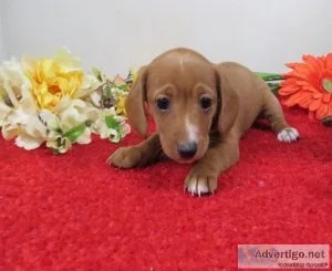 Beautiful Dachshund puppies