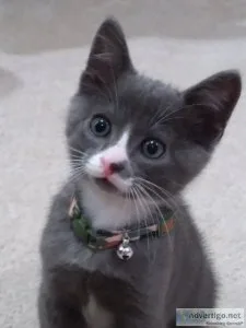 Free Adorable Kitten to a Good Home
