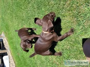 German shorthair puppies