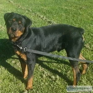 AKC Rottweiler puppy