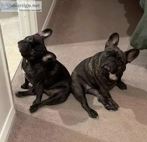 Fantastic french bulldog puppies available for adoption text (32
