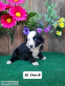 Mini Australian Shepherd One-B