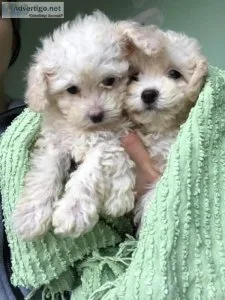 POODLE PUPPIES FOR SALE
