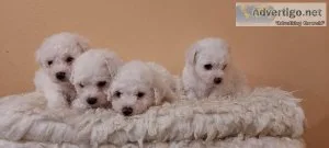 Bichon Frise