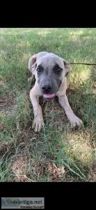 Gorgeous Blue fawn female pit