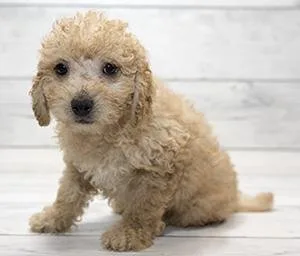 Medium size Goldendoodles