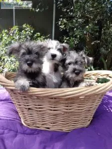 Miniature Schnauzer Puppies