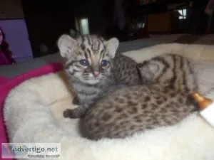 Geoffroy cat