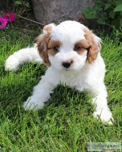 Cavapoo puppies